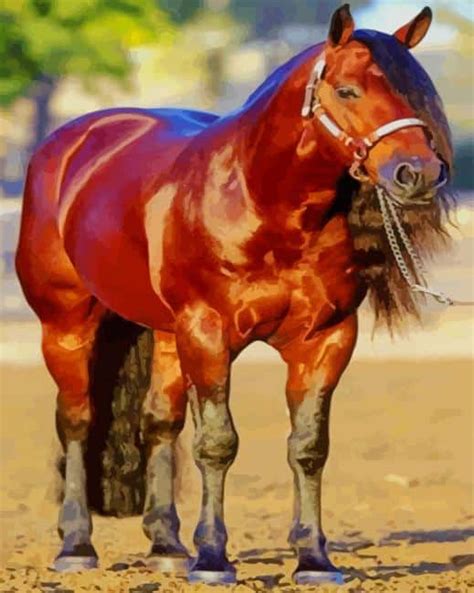 shades  bay horses colors traits fun facts