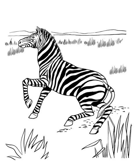 zebra templates  psd vector eps png format