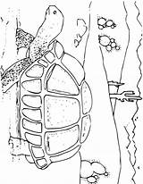Galapagos Tortoise Animale Colorat Poze sketch template