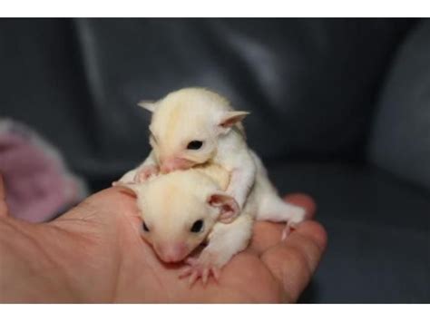 albino sugar glider pair  cage sugar glider albino pets