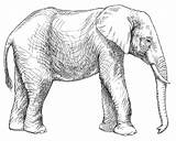 Coloring Pages Elephant Animal Outline Drawing African Coloringfolder Pencil Line sketch template