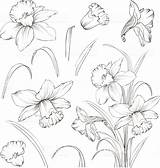 Narcissus Daffodil Narzissen Daffodils Narzisse Blumen Disegni Meinmodus Skizzen Matita Aquarell sketch template