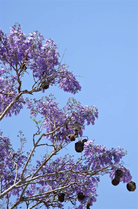 purple jacaranda  front   blue sky