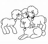 Coloring Lambs Coloringcrew Colorear sketch template