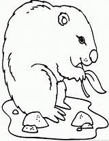 Groundhog Woodchuck Coloring sketch template