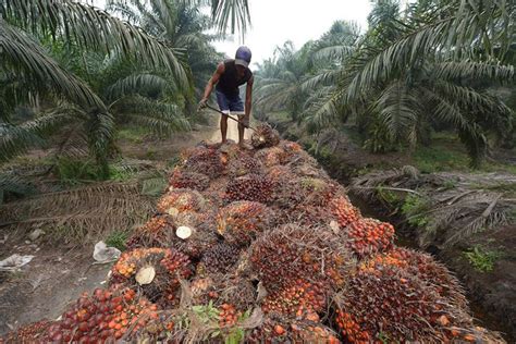 der bittere beigeschmack von palmoel ernaehrung derstandardat
