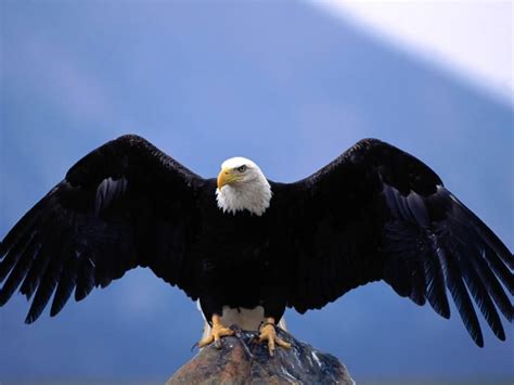 eagle animal wildlife