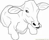 Cow Coloring Baby Pages Cows Printable Coloringpages101 Kids Color Colouring Cartoon Print Choose Board sketch template