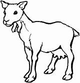 Capra Cabra Cabras Bode Koza Ziege Colorare Colorat Kolorowanki Fofo Kolorowanka Planse Druku Tiere Goats Desene Bart Dairy Dzieci Dla sketch template