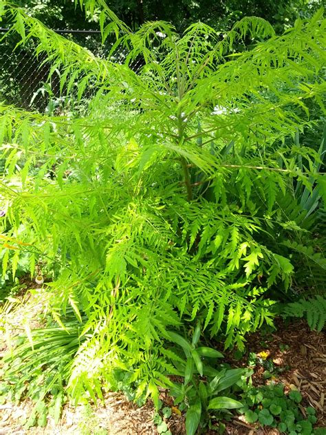 fern  plant named rgardening