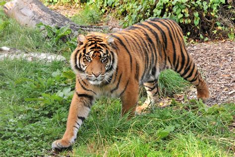 faktor penyebab kelangkaan harimau sumatera jenisnet