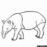 Tapir Animal Coloring Pages Activities Zoo Drawing Rainforest Clipart Color Tapirs Line Gif Online Colouring Animals Thecolor Printable Mountain Projects sketch template