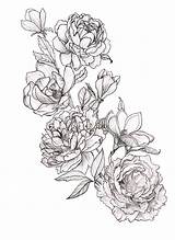 Peony Coloring Peonies Magnolia Magnolias Sketch Linework Tattoodo Tatoo Legacy Tatuaje Ar sketch template