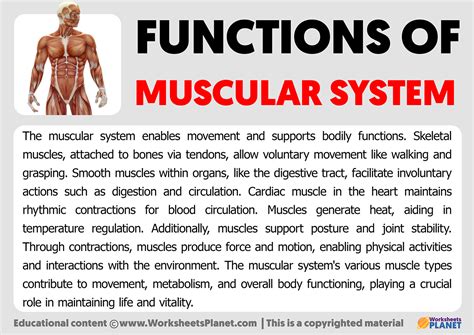functions  muscular system