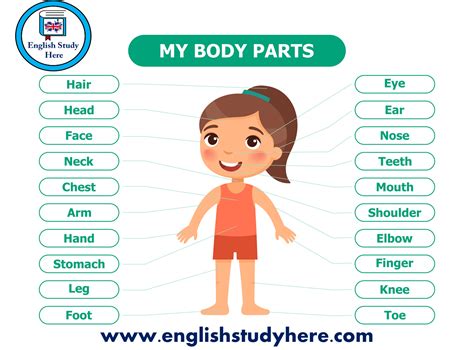 body parts names  english english study