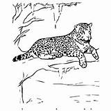 Jaguar Coloring Pages Printable sketch template