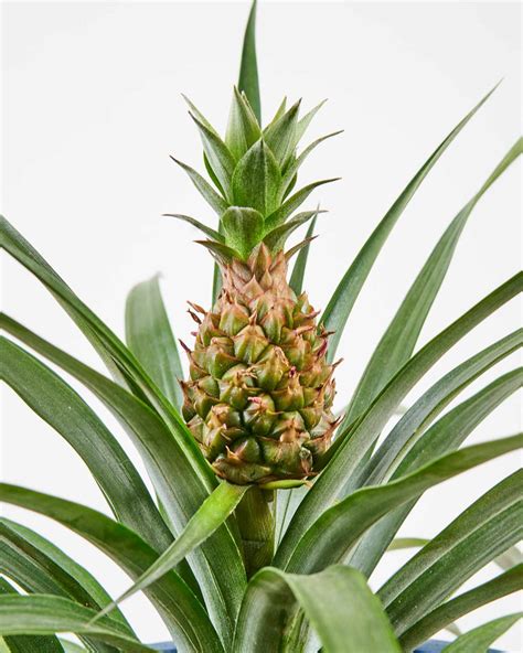 bloomscapes  pineapple plants add tropical touch   indoor