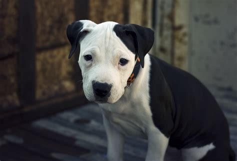 fileamerican pit bull terrier pupjpg