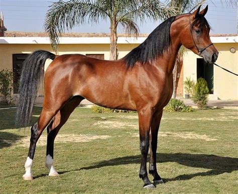 larabe  cheval arabe au modele le pur  arabe pinterest