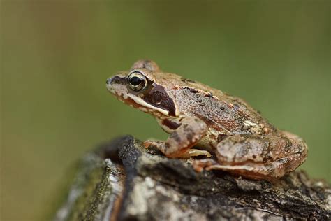 ist das fuer einer foto bild tiere wildlife amphibien reptilien bilder auf