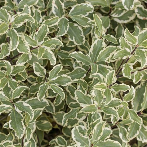 pittosporum variegata varigated pittosporum mail order trees