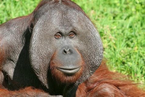 diary   primatologist apeweek day   orangutan pongo