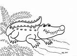 Alligator Coloring Pages Kids Printable Crocodile sketch template