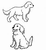 Retriever Coloringhome sketch template