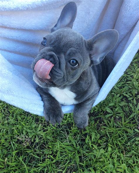 blue french bulldog puppies price pets lovers