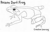 Frog Dart Poison Frogs Grenouille Coloriage Colorier sketch template