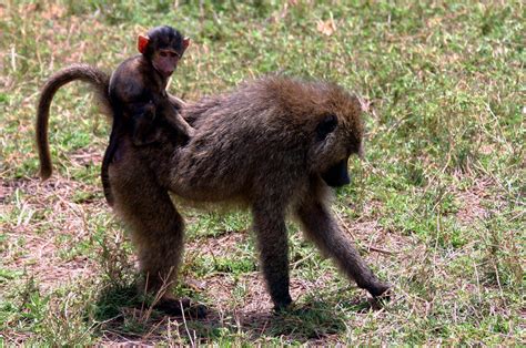 filebaby baboon  backjpg wikipedia