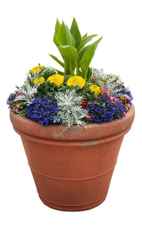 potted plants stock photo image  outdoor terracotta