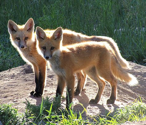 teresa golden photography red tail fox