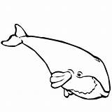 Whale Coloring Pages Color Animals Animal Clipart sketch template