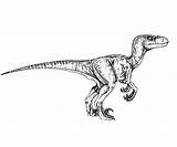 Jurassic Coloring Velociraptor Raptor Choose Board Park sketch template