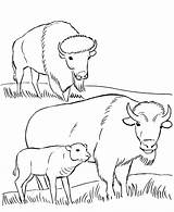 Coloring Pages Bison Wild Animal Parks Yellowstone National Park Animals Printables Usa Family Buffalo Plains Great Printable Monuments Plain Print sketch template
