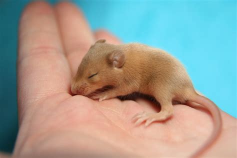images gratuites main doux animal mignonne petit mammifere hamster rongeur bebe faune