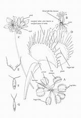 Trap Venus Carnivorous Dionaea sketch template