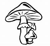 Cogumelos Desenho sketch template