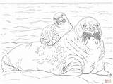 Walrus Tricheco Walross Ausmalbild Supercoloring Della Stampare Geely Erwachsene Für sketch template