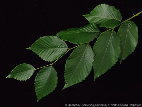 Common Trees of the North Carolina Piedmont - Fagus