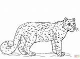 Leopard Coloring Pages Baby Snow Printable Getcolorings African Colo sketch template