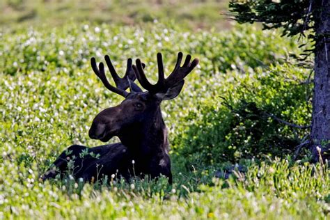 moose die   massive   mystery  scientists csmonitorcom