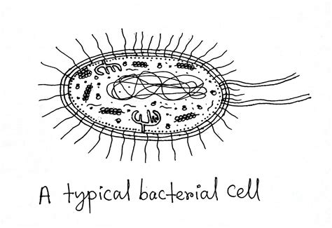 structure  function   typical bacterial cell  diagram