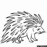 Porcupine Coloring Pages Drawing Kids Color Line Printable Porcupines Animals Animal Print Easy Drawings Thecolor Getdrawings General Visit Results Getcolorings sketch template