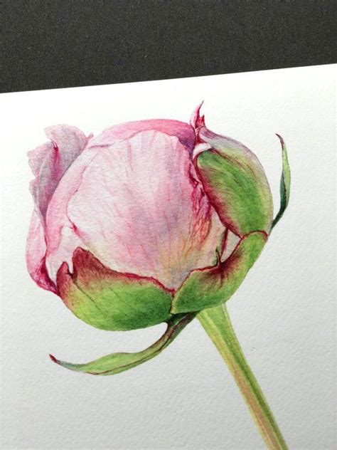 Pink Peony Bud Giclée Print Botanical Art Flower Art Watercolor