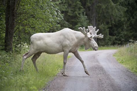 a rare and elusive white moose has finally been captured on video chicago tribune