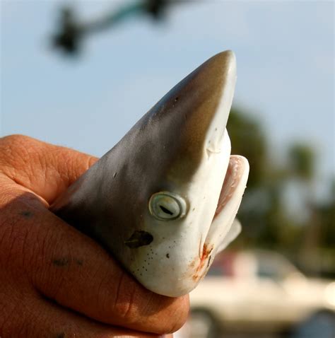sarasota daily photo baby shark