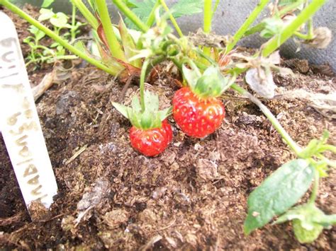 grow strawberries  seeds  steps