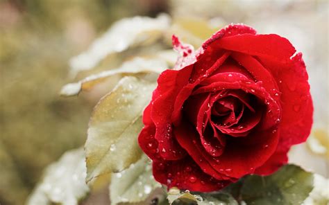 beautiful red rose  wallpapers hd wallpapers id